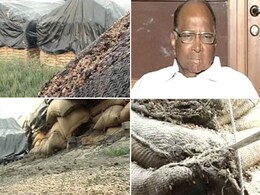 Pawar promises action after report on wasted wheat Pawar promises action after report on wasted wheat
