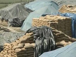 Punjab: Foodgrain rots, farmers helpless Punjab: Foodgrain rots, farmers helpless