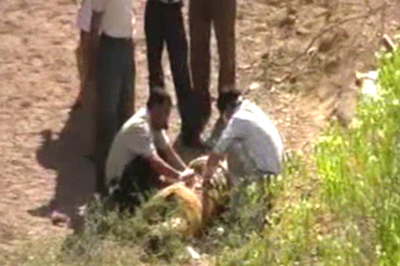 Jaipur: 2 tiger cubs found dead in Ranthambhore