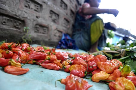 UK chilli hotter than India's 'Bhut Jolokia'