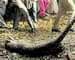 Leopard shot dead in Haryana, activists cry foul