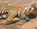 Tigress dies in Bandhavgarh Tiger Reserve