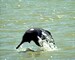 Dolphins: Harbingers of Chilka's rejuvenation