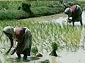 Will India adopt China's rice-farm model?