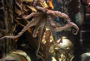 Spain asks Germany if Paul the octopus can visit