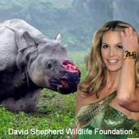 British celebrity admits to consuming Rhino horn powder