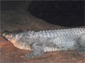 Oz: Drunk man bitten while trying to sit on crocodile