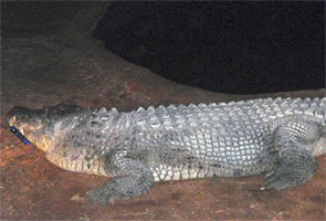 Oz: Drunk man bitten while trying to sit on crocodile