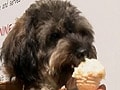 Now an ice cream made exclusively for dogs