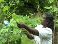 Kerala: Women prompt a new Green Revolution