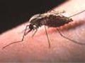 Malaria claims 18th victim in Mumbai in July