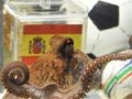 Octopus Paul is now an 'honorary friend' of Spanish town