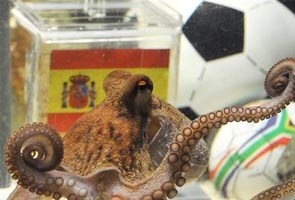 Octopus Paul is now an 'honorary friend' of Spanish town 