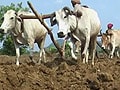 Farmers desperate as Orissa awaits monsoon