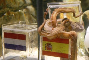 Octopus oracle Paul to retire
