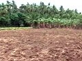 Another crop failure in Tamil Nadu; farmers desperate