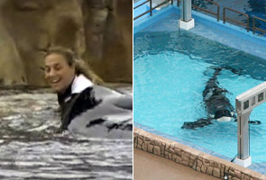 SeaWorld fined for whale trainer's death