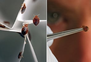 US grapples with bedbugs, misuse of pesticides