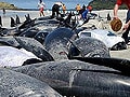500 Pilot Whales Die In New Zealand, Shark Attack Risk Rules Out Rescue