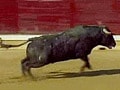 Spain: Raging bull leaps into stands injuring 30