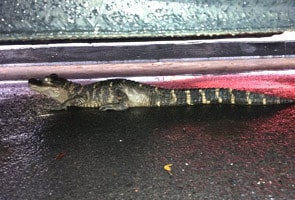 Alligator surfaces beneath a car in New York 