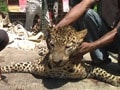 Assam leopard poached, leg and tail chopped off