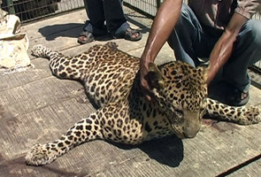 Assam leopard poached, leg and tail chopped off