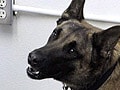 Dogs trained to sniff out prison cell phones