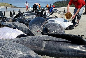 Nearly 60 whales dead in New Zealand mass stranding  