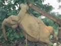 West Bengal: Speeding train kills seven elephants