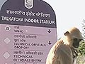 Langurs at Games venues to keep smaller monkeys in check