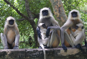 Monkey menace: Langoors to keep Games venues safe