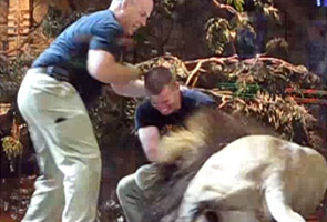 Vegas lion attack caught on camera by honeymooners