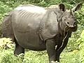 Assam: Wildlife park inundated