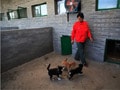 Once banned, dogs reflect China's rise