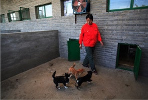 Once banned, dogs reflect China's rise