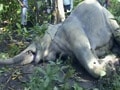 Four elephants, allegedly poisoned, dead in Assam