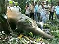 Elephant deaths: Jairam wants action