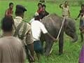 Baby elephant killed with spears, sticks on camera