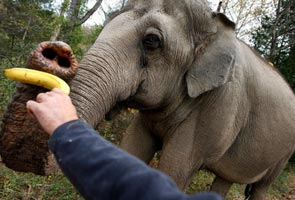 Sanctuary in custody fight over elephant