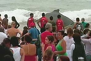Rescuers try to free humpback whale beached in Brazil