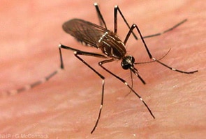 Nigeria medal hopes hit by malaria