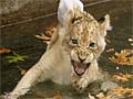 Lion cubs learn how to swim