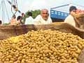 4000 sacks of soyabean rotting in Nagpur