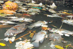 Toxic dump kills fish in Mumbai lake