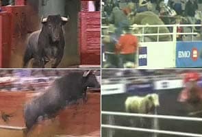 Two bulls escape from different bullrings
