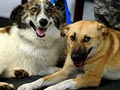 Afghan hero dog is euthanized by mistake in US