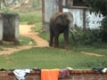 Elephant attacks local market in Orissa, 20 injured