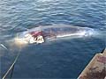 20-tonne whale washes up on Chennai shore