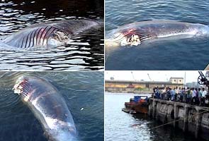 20-tonne whale washes up on Chennai shore